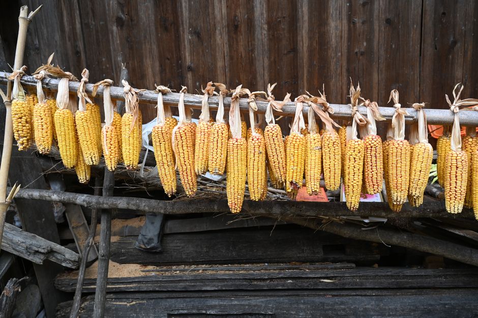 Rustic scene of dried corn ears hanging on a wooden rack for storage or drying.